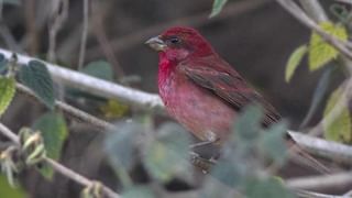 Amazing Video: పాపం గున్న ఏనుగు దారి తప్పింది.. బావిలో పడింది.. బయటకు తీసిన తర్వాత ఏమైందంటే…