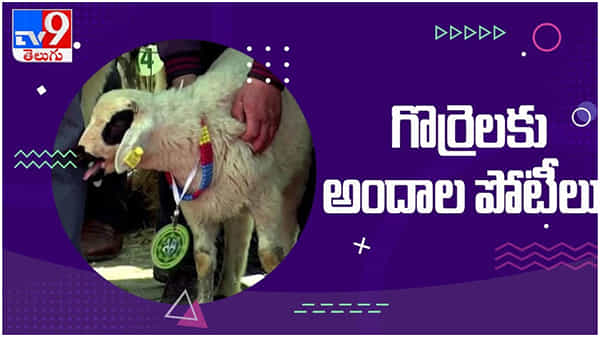 Sheep Fashion Show: గొర్రెలకు ఫ్యాషన్ షో.. క్యాట్వాక్తో అదరగొట్టిన గొర్రెలు... వైరల్ వీడియో...