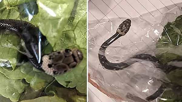 Viral: కూరగాయలు సర్దుతుండగా భార్యాభర్తలకు ఊహించని షాక్.. పాలకూరలో నక్కిన పాము.. భయానక వీడియో.!