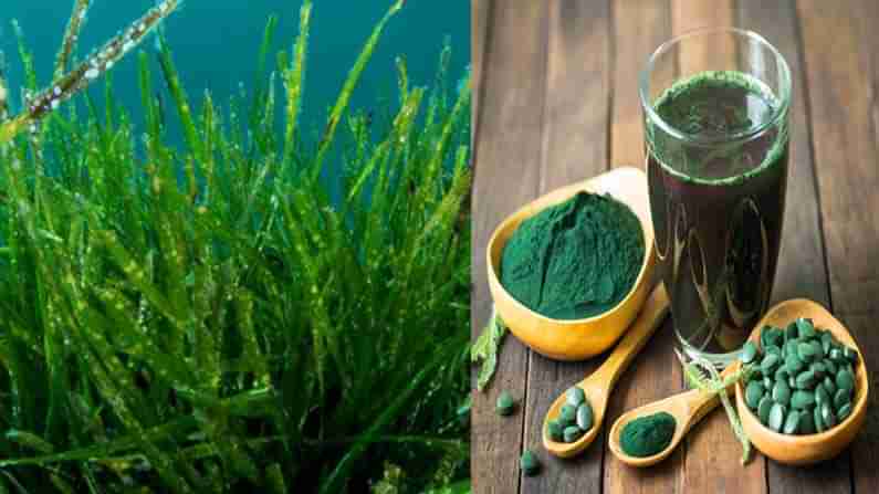 Spirulina Benefits: ప్రపంచంలోనే అత్యున్నత ఆహారం ఈ నాచు మొక్క .... ప్రతి రోజూ తినమంటున్న న్యూట్రీషియన్స్