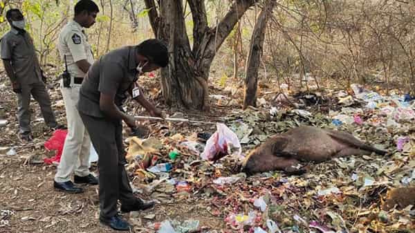 S V University : ఎస్వీ యూనివర్శిటీలో నల్లమందు పేలుడు, కుక్క, పంది స్పాట్ డెడ్, క్యాంపస్ లో కోలాహలం