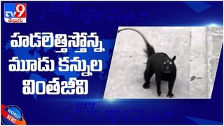 viral video: థాయ్‌లాండ్ లోని ఒక సూపర్‌మార్కెట్లోకి దూసుకొచ్చిన రాకాసి బల్లి..!! వైరల్ వీడియో..