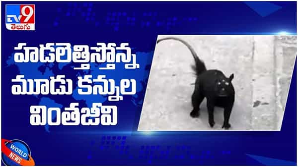 Viral Video: హడలెత్తిస్తున్న మూడు కళ్ల వింత జీవి...!! వైరల్ అవుతోన్న వీడియో...!!