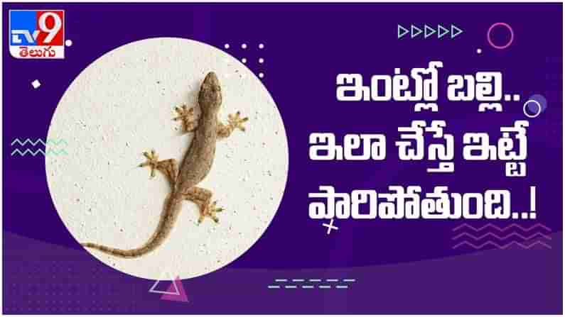 Lizards: బల్లి అంటే భయమా..?? అయితే ఇలా చేస్తే ఇంట్లో బల్లి ఇట్టే  పారిపోతుంది... ( వీడియో )