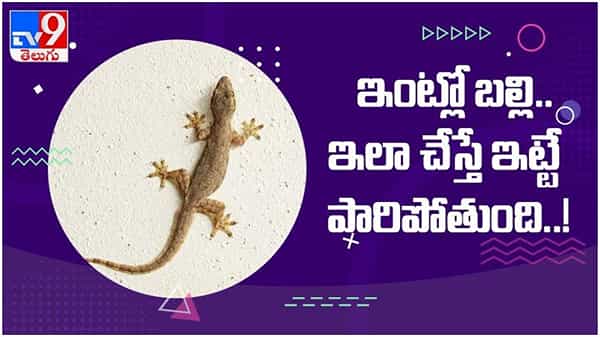 Lizards: బల్లి అంటే భయమా..?? అయితే ఇలా చేస్తే ఇంట్లో బల్లి ఇట్టే పారిపోతుంది... ( వీడియో )