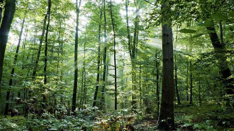 Trees: రెండు చెట్లు నరికినందుకు రూ.1.21 కోట్ల జరిమానా .. ఈ చెట్లకు ఉన్న ప్రాధాన్యత ఏంటో తెలిస్తే ఆశ్యర్యపోతారు