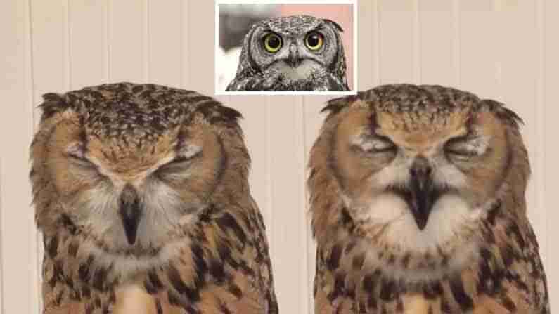 Owl Sneezing Video: గుడ్లగూబ ఎలా తుమ్ముతుందో ఎప్పుడైనా చూశారా? ఈ వైరల్ వీడియోలో జంతు ప్రపంచం గురించి తెలియని సంగతులు మీ కోసం