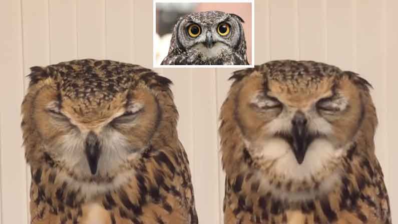 Owl Sneezing Video: గుడ్లగూబ ఎలా తుమ్ముతుందో ఎప్పుడైనా చూశారా? ఈ వైరల్ వీడియోలో జంతు ప్రపంచం గురించి తెలియని సంగతులు మీ కోసం