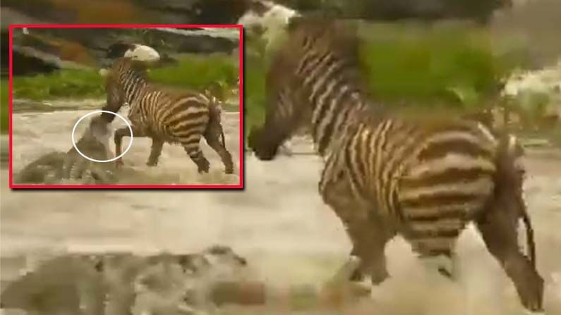 Shocking Video: నదిని దాటుతోన్న జీబ్రా.. అడ్డొచ్చిన మొసలి.. జీబ్రా చేసిన పనికి షాక్ అవ్వాల్సిందే.!