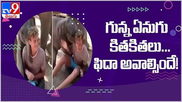 Viral Video: గున్న ఏనుగు కితకితలు... చూస్తే ఫిదా అవ్వాల్సిందే.... ( వీడియో )