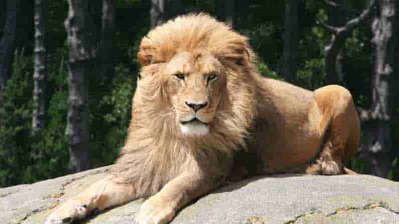 Corona positive for Lion: జైపూర్ జంతు ప్రదర్శనశాలలో సింహానికి కరోనా పాజిటివ్.. మిగిలిన జంతువుల శాంపిల్స్ పరీక్షలకు పంపిన అధికారులు!