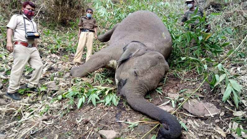 Elephants Dead: విషాదం.. 18 ఏనుగులు మృతి.. ఘటన స్థలానికి అటవీ శాఖ అధికారులు. ఏనుగుల మరణాలపై దర్యాప్తు