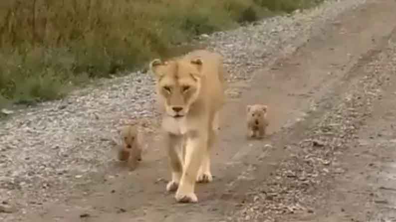 Follow your Mother:హుందాగా తల్లి సింహం..వెనుకే ముద్దులొలికే చిన్న పిల్లలు..ఈ వీడియో సందేశాన్ని మిస్ కాకండి Viral Video