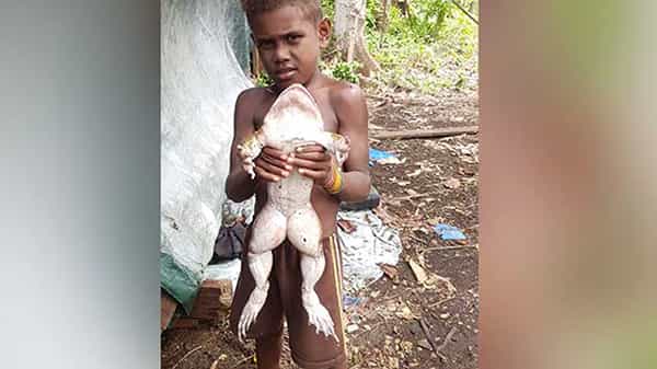 Viral News: వామ్మో ఇదేం కప్ప.. చంటిబిడ్డంత ఉంది.. చూస్తే షాకవ్వాల్సిందే..