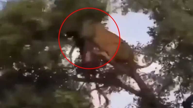 Shocking Video: సింహం సాలిడ్ అటాక్.. కానీ సిల్లీగా చెట్టుపై నుంచి కింద ప‌డింది.. చిరుత కూడా