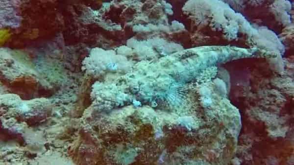 Marine animals: ఎప్పుడో 273 మిలియన్ సంవత్సరాల క్రితం అంతరించిన సముద్రజీవులు తాజాగా ఉనికిలో..