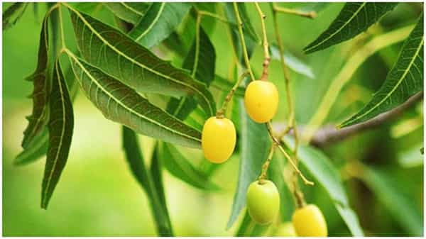 టైప్ 2 డయాబెటిస్ రోగులకు వేపనీరు దివ్యఔషధం..! పరగడుపున సింపుల్గా ఇలా ట్రై చేయండి..