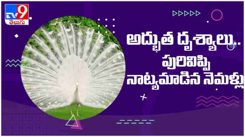 Viral Video: అద్భుత దృశ్యాలు.. పురివిప్పి నాట్యమాడిన నెమళ్లు... ( వీడియో )