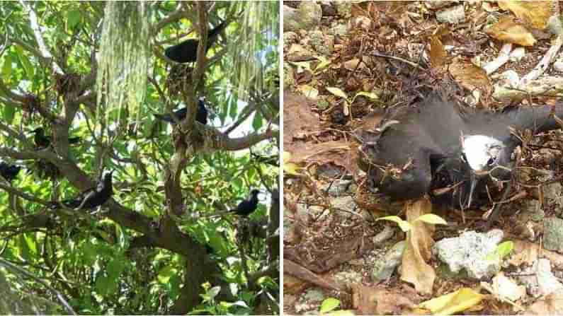 Bird Killer Tree: ఆ చెట్టుపైన కూర్చున్న ప్ర‌తి ప‌క్షి చ‌నిపోయిన‌ట్లే.. ప్ర‌మాద‌క‌ర‌మైన  బర్డ్ కిల్లర్