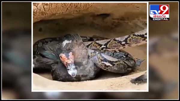 పక్షి గూటిలోకి భారీ పైథాన్..! గూటిలో పక్షులు పరిస్థితి ..? షాకింగ్ వీడియో..: viral and shocking video.