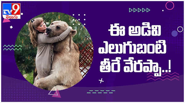 viral video: ఎలుగుబంటిని దత్తతు తీసుకున్న రష్యన్ దంపతులు వైరల్గా మారిన వీడియో...
