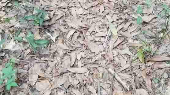 Viral Photo: ఈ ఫొటోలో పాము ఉంది.. గ‌మ‌నించారా.? క‌నిపించ‌డం లేదా.. అయితే ఈ స్టోరీలోకి వెళ్లండి..