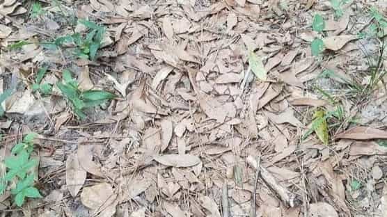 Viral Photo: ఈ ఫొటోలో పాము ఉంది.. గమనించారా.? కనిపించడం లేదా.. అయితే ఈ స్టోరీలోకి వెళ్లండి..