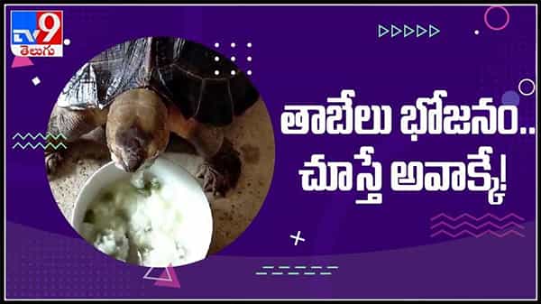 తాబేలు భోజనం చేస్తున్న వీడియో వైరల్ అవుతుంది ..చూస్తే అవాక్కే! :Tortoise Viral video.