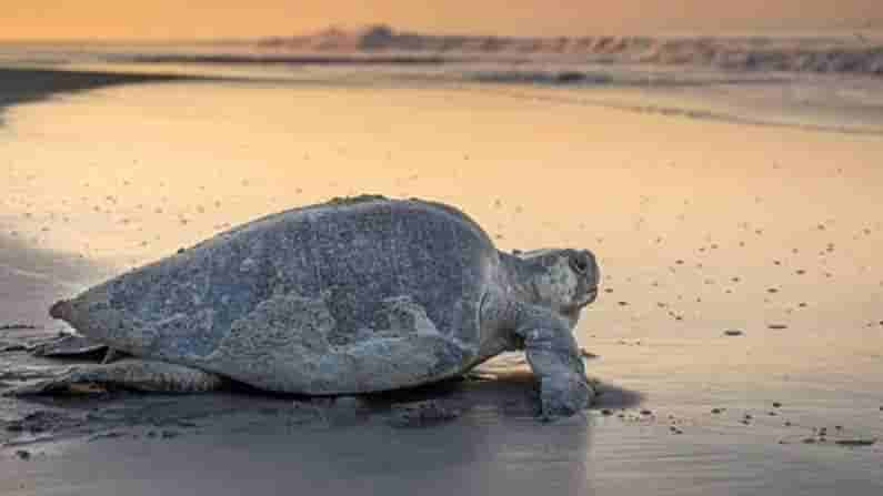 ఒడిశాలో తాబేళ్ల జాతర..! గహిర్మాతా బీచ్లో అద్భుత దృశ్యం.. చూస్తే ఆశ్చర్యపోతారు..