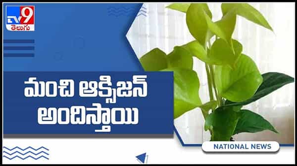 ఇంటి మొక్కల నుండి ఆక్సిజన్ ను ఇలా తయారుచేసుకోండి..పురిఫ్య్ చేసి మంచి OXIGEN (O2) అందిస్తాయి:Oxigen Video.