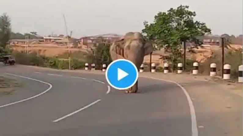 Angry Elephant: ఏనుగుకు కోపం తెప్పిస్తే ఏమవుతుంది..తెలుసా? ఇదిగో ఇలా షేక్ అవ్వాల్సి వస్తుంది..