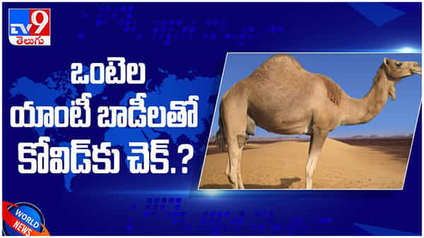 ఒంటెల యాంటీ బాడీలతో కోవిడ్కు చెక్..? యూఏఈ లో ముమ్మరంగా కొనసాగుతున్న పరిశోధనలు ( వీడియో )