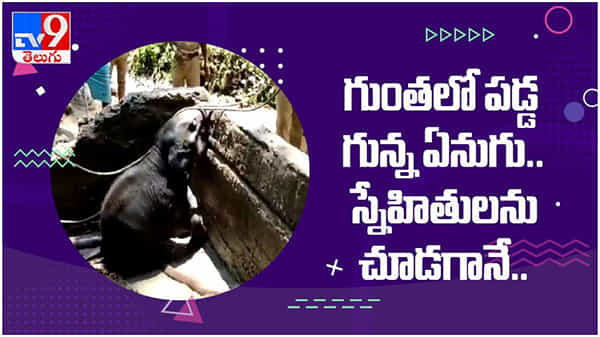 గుంతలో పడిన గున్న ఏనుగు...రక్షించడానికి నానా తంటాలు... చివరకు...?? ( వీడియో )