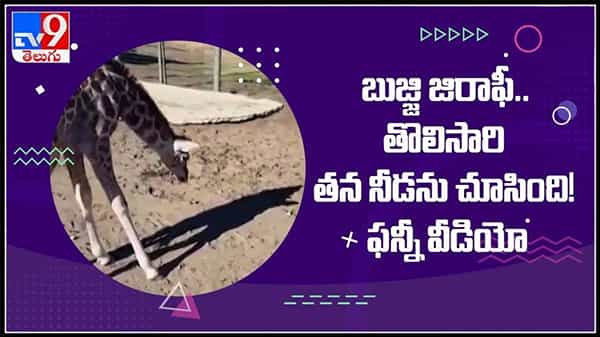 బుజ్జి జిరాఫీ తన నీడను చూసుకున్న వీడియో సోషల్ మీడియాలో నవ్వులు పూయిస్తుంది:Baby giraffe Viral Video
