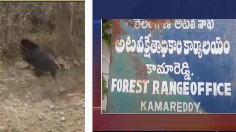 Bear In Kamareddy: కామారెడ్డి జిల్లాల్లో జ‌నావాస‌ల్లోకి ఎలుగుబంటి... జూపార్కుకు త‌ర‌లించిన అధికారులు..