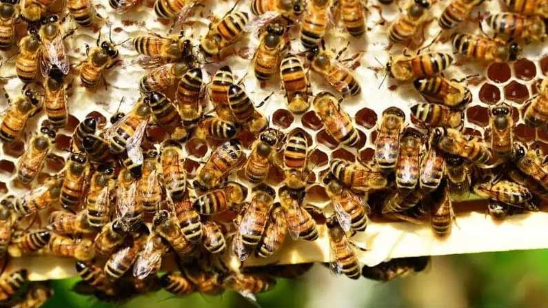 Honey Bees: ఒక తేనెటీగ తన జీవితకాలంలో ఎంత తేనెను తయారు చేస్తుందో తెలుసా?.. ఆసక్తికరమైన విషయాలు మీకోసం..