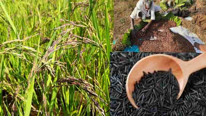 నల్ల బియ్యం ఆరోగ్యానికి ఎంత మేలు చేస్తుందో తెలుసా..! ఈ పంట ఇప్పుడు తెలంగాణలో కూడా పండిస్తున్నారు...!