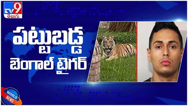 హ్యూస్టన్ వీధుల్లో చక్కర్లు కొట్టిన పెద్దపులి పట్టివేత... ఇంతకీ ఏమిటా కథ..?? ( వీడియో )