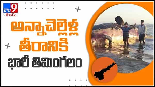 East Godavari video : అంతర్వేది అన్నచెల్లెలు గట్టుకు భారీ తిమింగలం..30అడుగుల పొడవు , 20టన్నుల బరువు..(వీడియో)