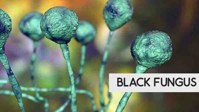 Black Fungus: ఏపీలో కలవరపెడుతున్న బ్లాక్ ఫంగస్.. వెలుగుచూసిన మరో కేసు.. అప్రమత్తమైన రాష్ట్ర సర్కార్