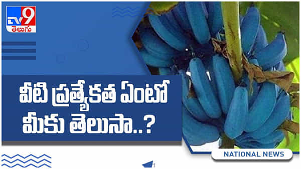 Blue Bananas: ఈ నీలి అరటిపండ్లు తిన్నారా..? దీన్ని టెస్ట్ ఎలా ఉంటుందో తెలుసా...?? ( వీడియో )