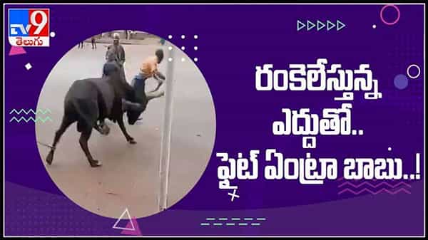 రంకెలేస్తున్న ఎద్దుతో ఫైట్..ఏంట్రా బాబు ప్రాణాలు పణంగా పెట్టి ఫైట్. వీడియో సోషల్ మీడియాలో వైరల్ ..!Bull Fight Video.