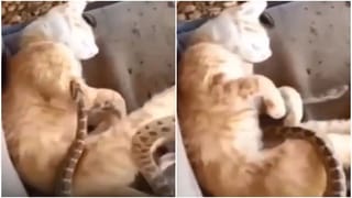 వామ్మో ..నడి సముద్రంలో వలలో చిక్కిన 100 ఏళ్ల నాటి రాక్షస చేప..ఎన్ని కిలోలంటే..? Viral photo