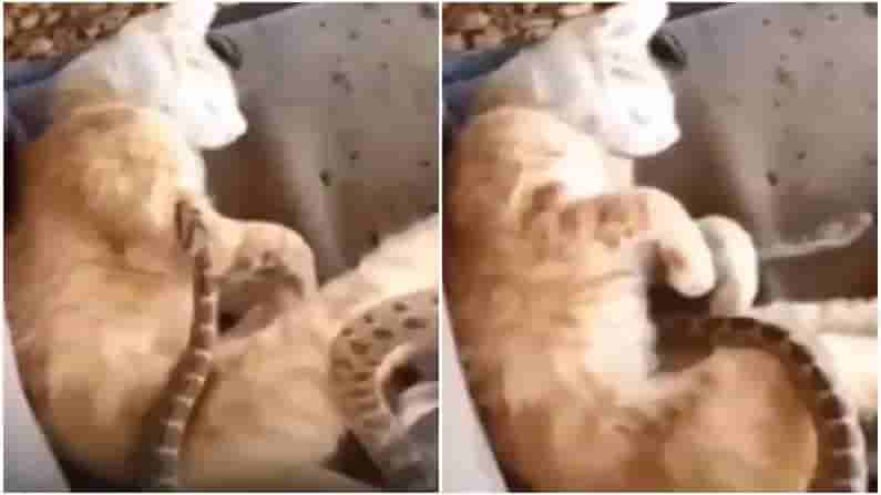 Viral News: రిలాక్స్ అవుతున్న పిల్లి.. పైపైకి పాకుతున్న పాము.,. షాకింగ్ వీడియో.!