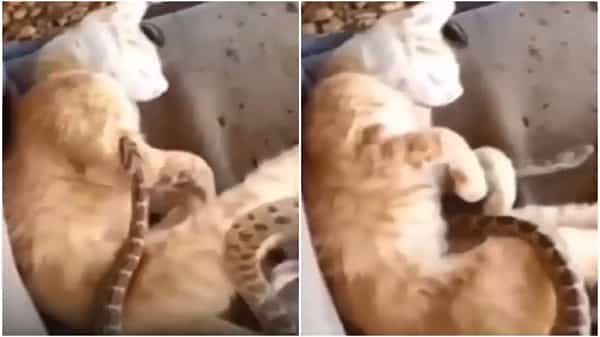 Viral News: రిలాక్స్ అవుతున్న పిల్లి.. పైపైకి పాకుతున్న పాము.,. షాకింగ్ వీడియో.!