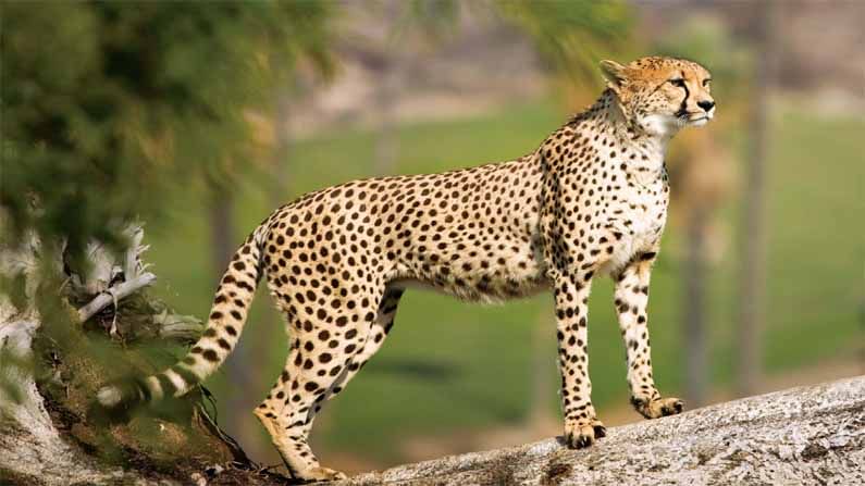 Cheetahs: 74 ఏళ్ల తర్వాత సౌతాఫ్రికా నుంచి భారత అడవుల్లో అడుగుపెట్టనున్న చిరుతలు..  ప్రభుత్వం ఏర్పాట్లు