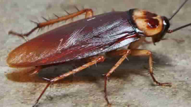 Cockroach Saliva : బొద్దింకల లాలాజలం చాలా డేంజర్..! ఇంటి నుంచి వాటిని ఎలా తరిమికొట్టాలో తెలుసుకోండి..