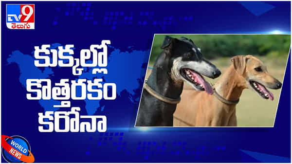 Corona Virus: కుక్కల్లో వస్తున్న కొత్త రకం కరోనా వైరస్.. మనుషులకూ వ్యాపిస్తోందట..!! ( వీడియో )
