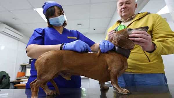 Covid Vaccine Animals: ప్రపంచంలోనే తొలిసారిగా జంతువులకు కరోనా వ్యాక్సినేషన్.. కార్నివాక్ కోవ్ పేరిట టీకా..!