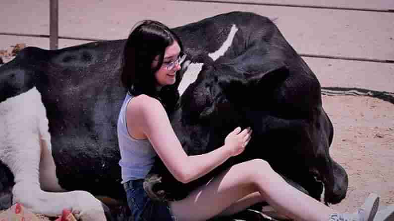 Cow Cuddling : కొవిడ్ ఎఫెక్ట్..! డబ్బులిచ్చి ఆవులను కౌగిలించుకుంటున్నారు.. గంటకు పద్నాలుగు వేలు..?